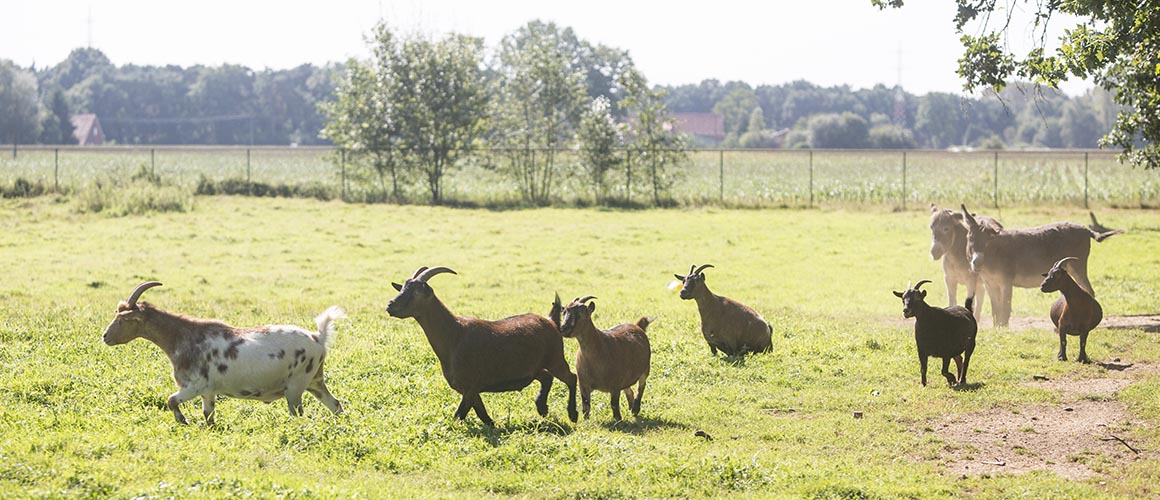 De groene omgeving van woonzorgcentrum Pniël